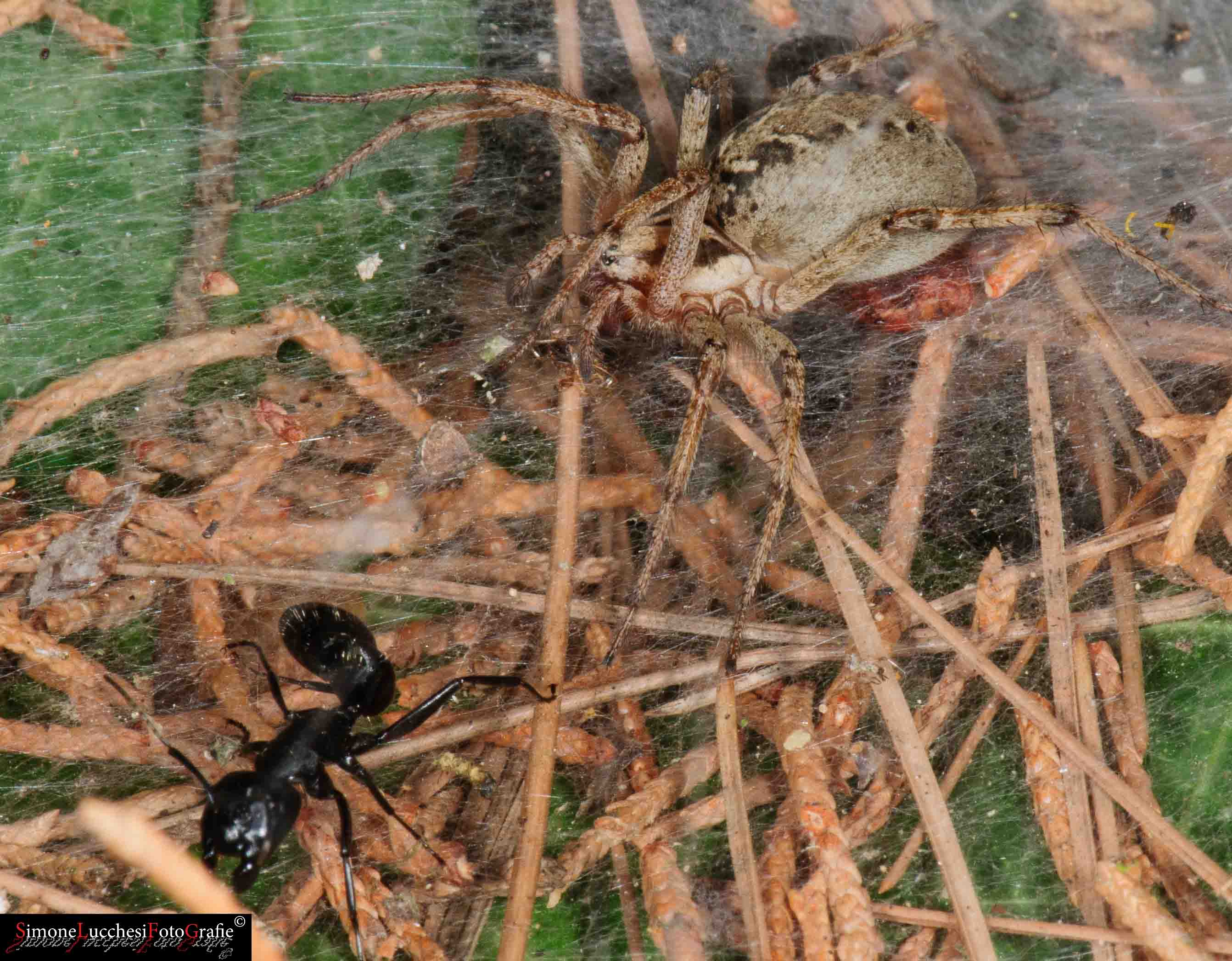 Agelena labyrinthica